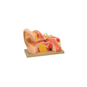Giant Ear 5 times - 2 Parts