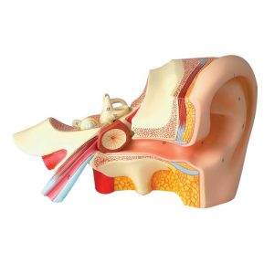 HUMAN EAR - 4 Times Enlarged, 3 parts