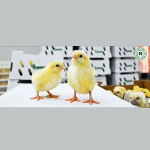Agrited Ross 308 Broilers (Commercial Day-old Chicks)