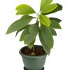 Hybrid Avocado Seedlings