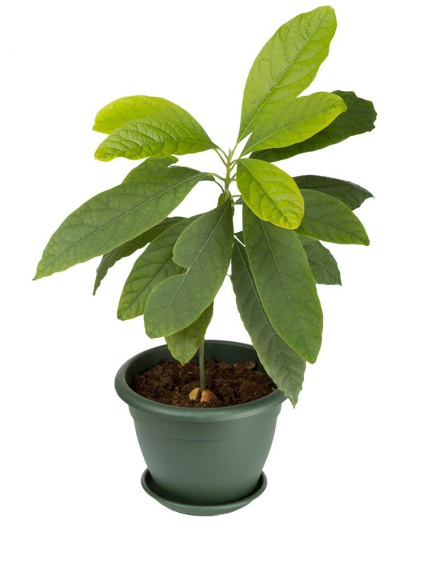Hybrid Avocado Seedlings