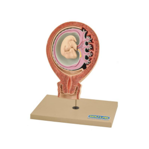 Model, Human Foetus