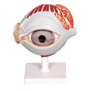 HUMAN EYE WITH EYELIDS, Mounted on Stand