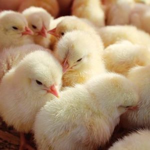 Zartech Pullets (Commercial Day-Old ISA Brown)
