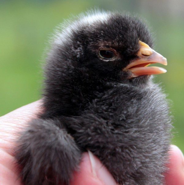 Commercial Black Cockerels (Day-Old Chicks | CHI Brand)