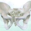 Male Pelvis Model