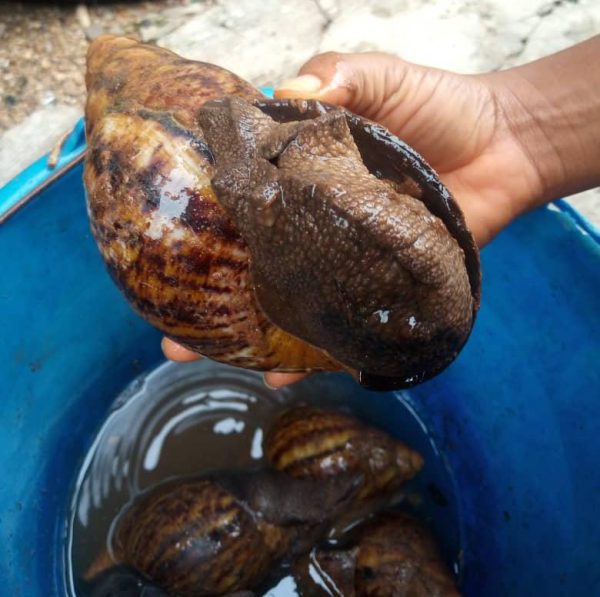 Juvenile Snails (Archachatina marginata | African Giant Snail | 1 Month Old)