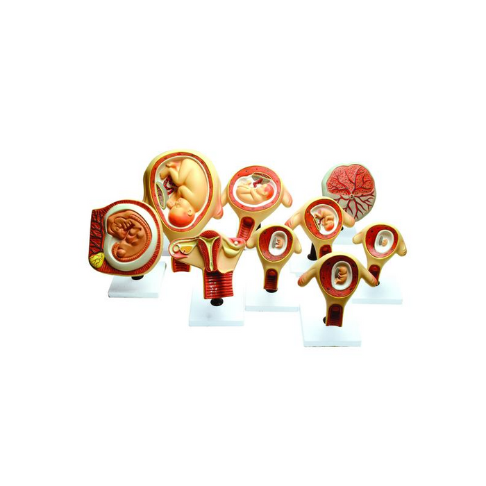 Model, Period of Gestation (Set of 9)