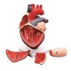 HUMAN HEART - 3 Times, 4 Part