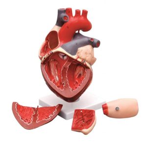 HUMAN HEART - 3 Times, 4 Part