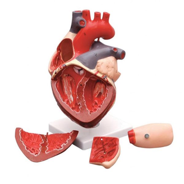 HUMAN HEART - 3 Times, 4 Part