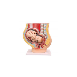 Human Pregnant Uterus
