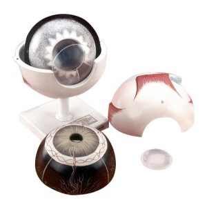 HUMAN EYE BALL - 7 Part, 3x