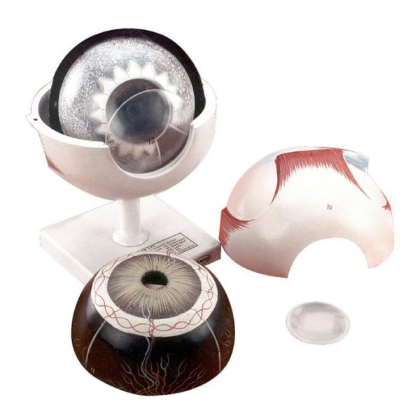 HUMAN EYE BALL - 7 Part, 3x