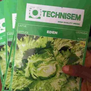 Eden Lettuce Seeds | Hybrid| 10g