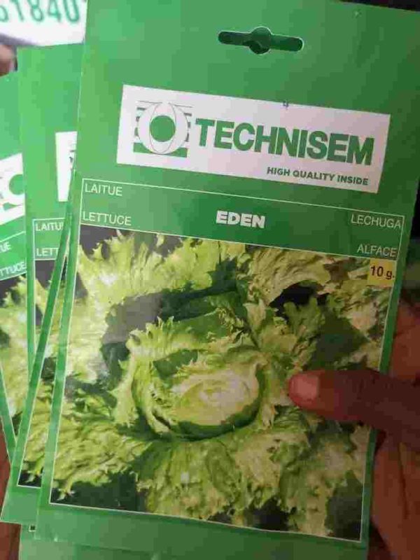 Eden Lettuce Seeds | Hybrid| 10g