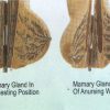 Mamary Gland