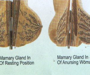 Mamary Gland