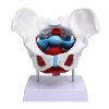 Human pelvis