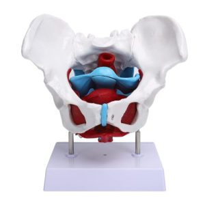 Human pelvis