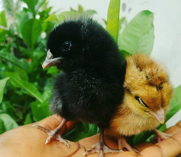 AMO Noilers (Commercial Dual-Purpose Day Old Chicks)