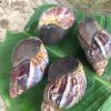 POL Snails (Achatina achatina | Archachatina marginata | 7-8 Months Old)