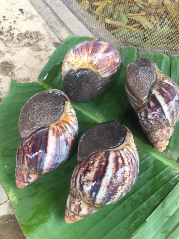 POL Snails (Achatina achatina | Archachatina marginata | 7-8 Months Old)