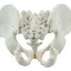 Human pelvis male