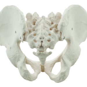 Human pelvis male