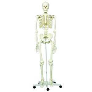 Human Skeleton Model 180cm