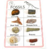 Pocket Reference Fossil Card with 8 Identified Specimens 1cm Each