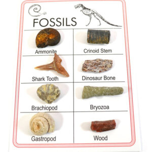 Pocket Reference Fossil Card with 8 Identified Specimens 1cm Each