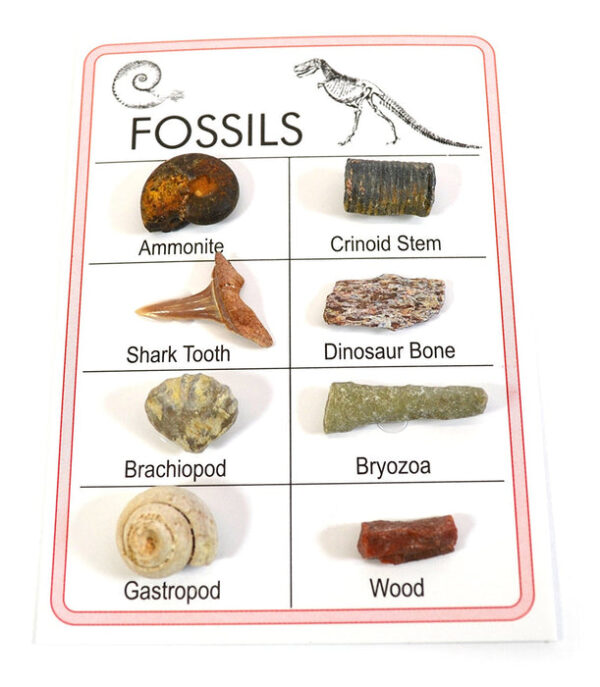 Pocket Reference Fossil Card with 8 Identified Specimens 1cm Each