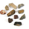 Real Dinosaur Bone Pieces Approximately 1" Length - Pack of 10 in Cotton Bag