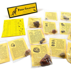 Deluxe Authentic Fossil Collection with 12 Identified Specimens, Information Cards, and Geological Timescale