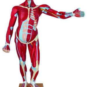 Model Human Life size Male Muscular Torso Dissectable - 36 Parts