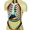 Model Torso with interchangeable Sex Organs - 15 Parts