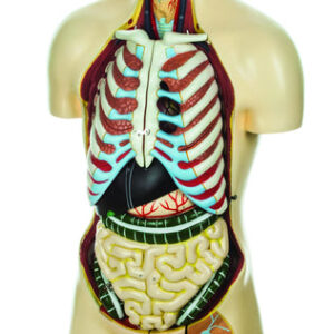 Model Torso with interchangeable Sex Organs - 15 Parts