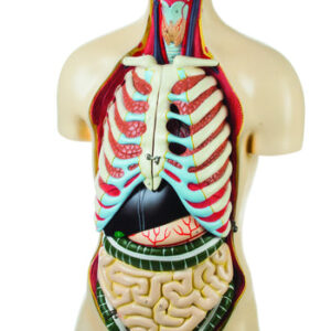 Torso with Head and Vertebra 17 Parts