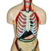 Model Torso with Head - 12 Parts