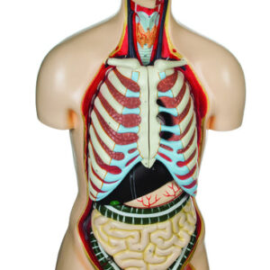 Model Torso with Head - 12 Parts