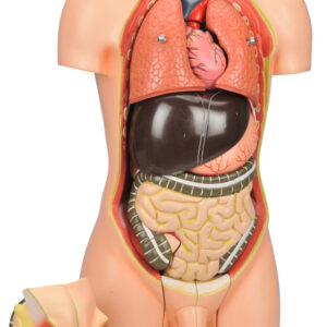 Model Torso without Head - 12 Parts