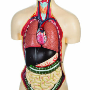 Model Torso without Open Back - 21 Parts