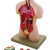 Model Torso half size with Head - 8 Parts