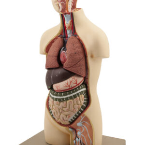 Eisco Labs Youth Torso Anatomical Model with Head, 9 parts, Half-Size, Approx. 18" Height