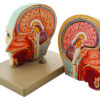 Model Human Head & Brain - 3 Parts