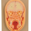 Model Frontal Section of Human Head Natural size