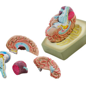 Eisco Labs Model Human Brain - 8 Parts