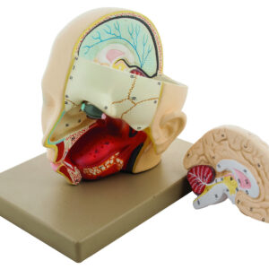 Model Human Head with Brain - 2 parts