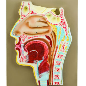 Eisco Labs Human Nose Anatomical Model, Longitudinal Section, 2 Times Life Size, Approx 12" Height